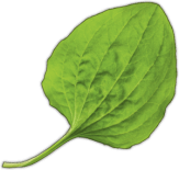 Autostickere pentru automobil "Patlagina"