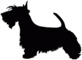 Autocolante pentru auto "Terrier scoțian"